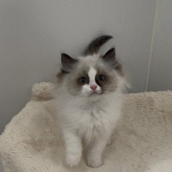 chaton Ragdoll seal point bicolor April L'Arbre aux Chats