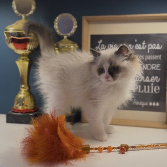 April de l'Arbre aux Chats Femelle Ragdoll