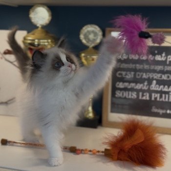 chaton Ragdoll seal point bicolor April L'Arbre aux Chats