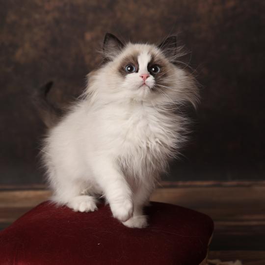 April de l'Arbre aux Chats Femelle Ragdoll