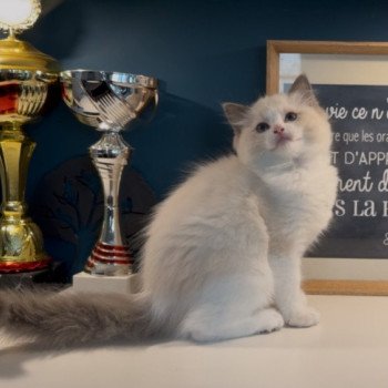 chaton Ragdoll blue point bicolor Ariane L'Arbre aux Chats chaton Ragdoll blue point bicolor Ariane L'Arbre aux Chats