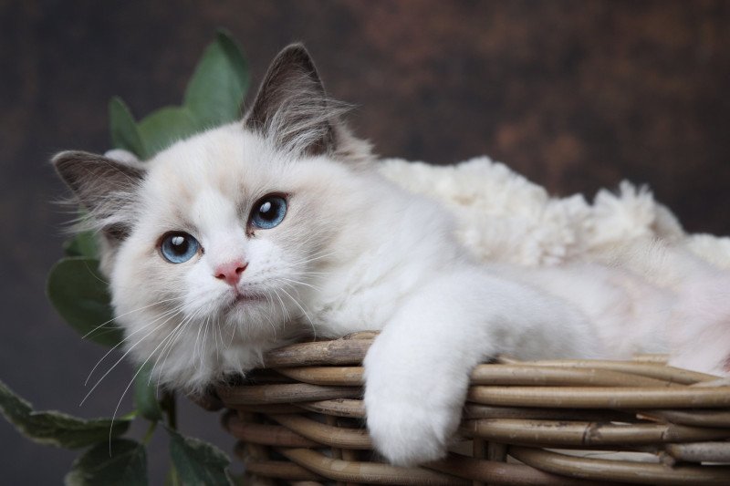Ariane de l'Arbre aux Chats Femelle Ragdoll Ariane de l'Arbre aux Chats Femelle Ragdoll