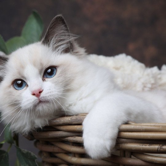 Ariane de l'Arbre aux Chats Femelle Ragdoll