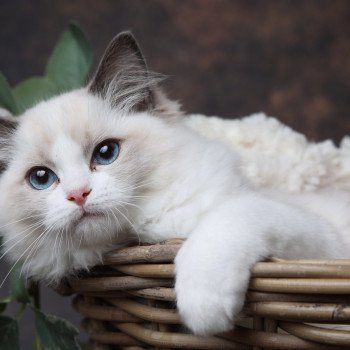 chaton Ragdoll blue point bicolor Ariane L'Arbre aux Chats chaton Ragdoll blue point bicolor Ariane L'Arbre aux Chats