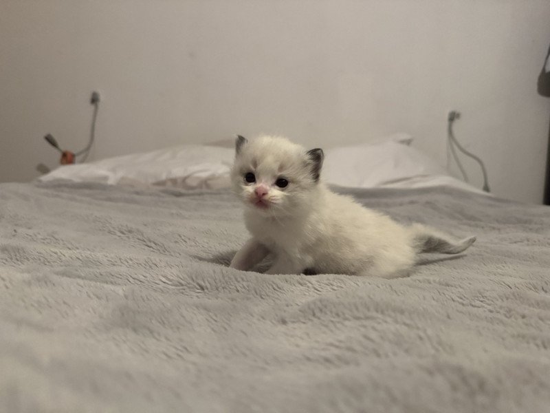 Arlo de l'Arbre aux Chats Mâle Ragdoll