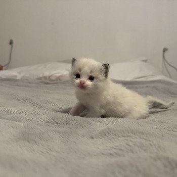 chaton Ragdoll seal point bicolor Arlo L'Arbre aux Chats