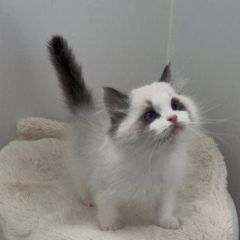 chaton Ragdoll seal point bicolor Arlo L'Arbre aux Chats