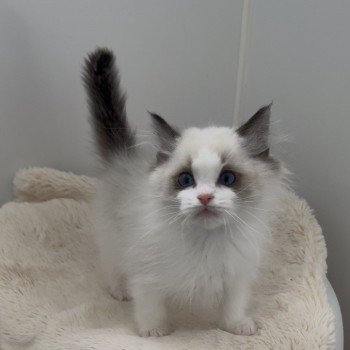chaton Ragdoll seal point bicolor Arlo L'Arbre aux Chats