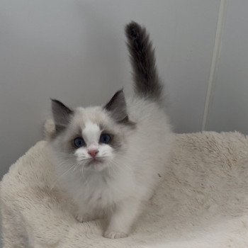 chaton Ragdoll seal point bicolor Arlo L'Arbre aux Chats