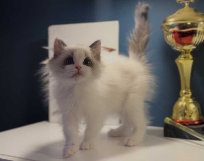 Arlo de l'Arbre aux Chats Mâle Ragdoll