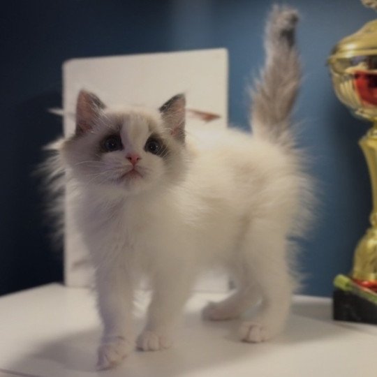 Arlo de l'Arbre aux Chats Mâle Ragdoll