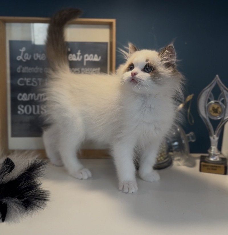 Arlo de l'Arbre aux Chats Mâle Ragdoll