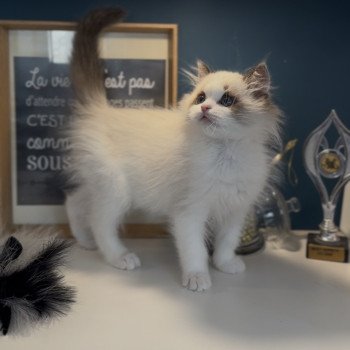 Arlo de l'Arbre aux Chats Mâle Ragdoll