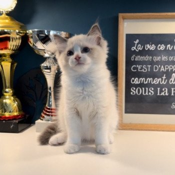 Elevage sérieux de Ragdoll LOOF grandes lignées chaton aux yeux bleus disponible à l’adoption - Bleu point et blanc bicolore- Région Hauts de france  - Soissons - département 02
