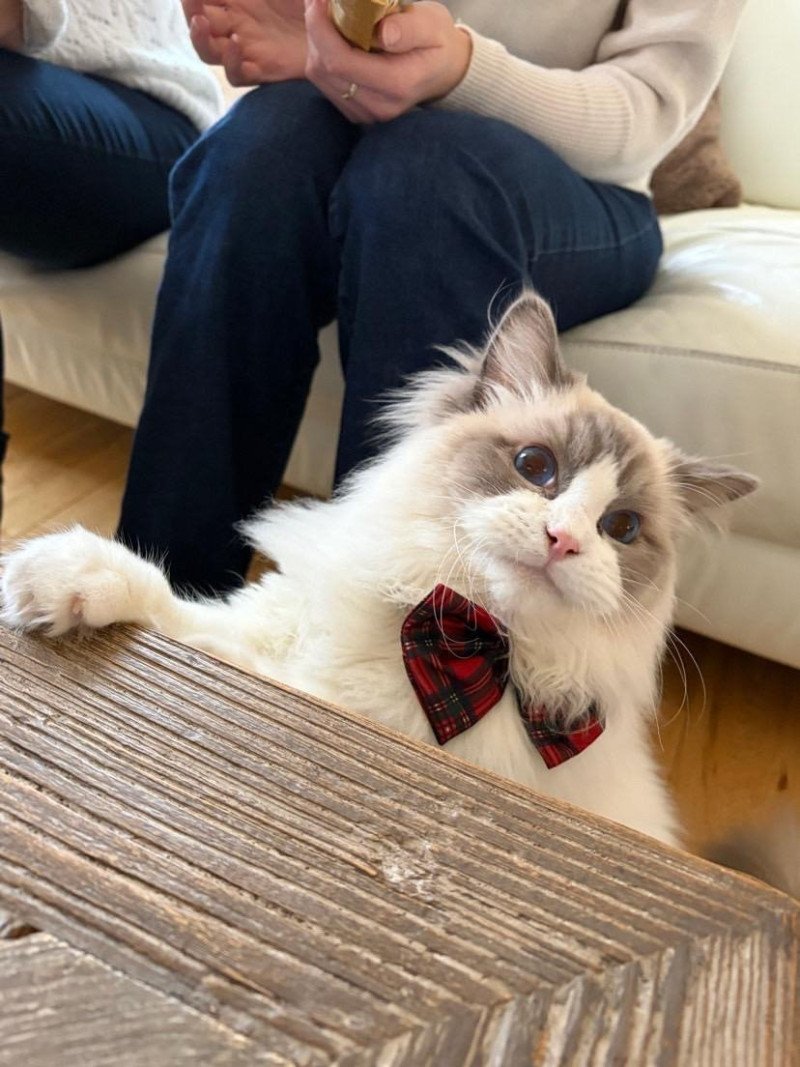 Armani de l'Arbre aux Chats Mâle Ragdoll