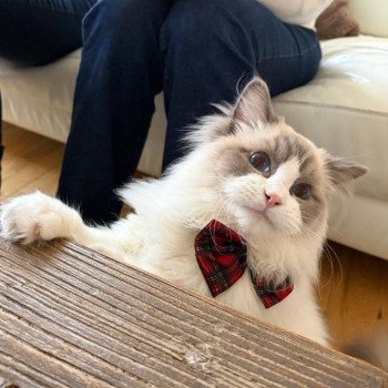 chaton Ragdoll blue point bicolor Armani L'Arbre aux Chats