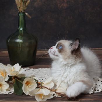 chaton Ragdoll seal point Bahia L'Arbre aux Chats