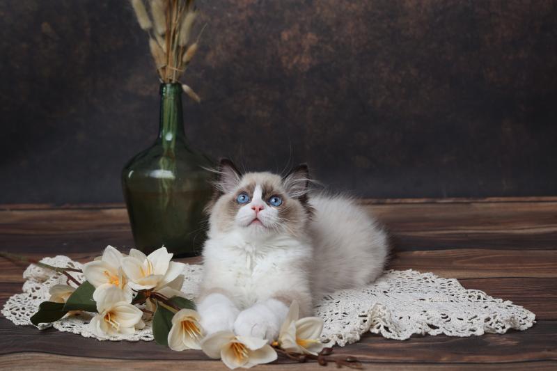 Bahia de l'Arbre aux Chats Femelle Ragdoll