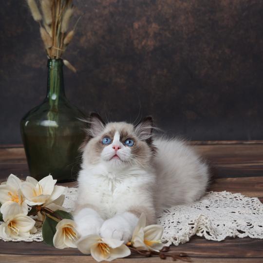 Bahia de l'Arbre aux Chats Femelle Ragdoll