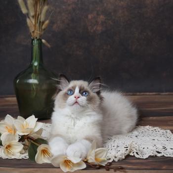 chaton Ragdoll seal point Bahia L'Arbre aux Chats