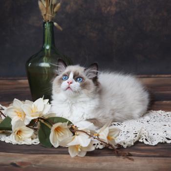 chaton Ragdoll seal point Bahia L'Arbre aux Chats