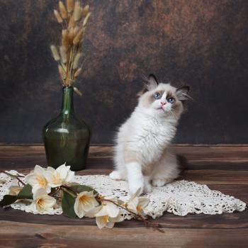 chaton Ragdoll seal point Bahia L'Arbre aux Chats
