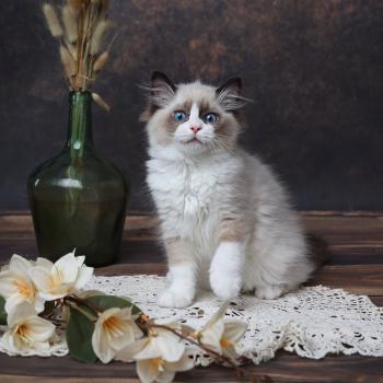 chaton Ragdoll seal point Bahia L'Arbre aux Chats