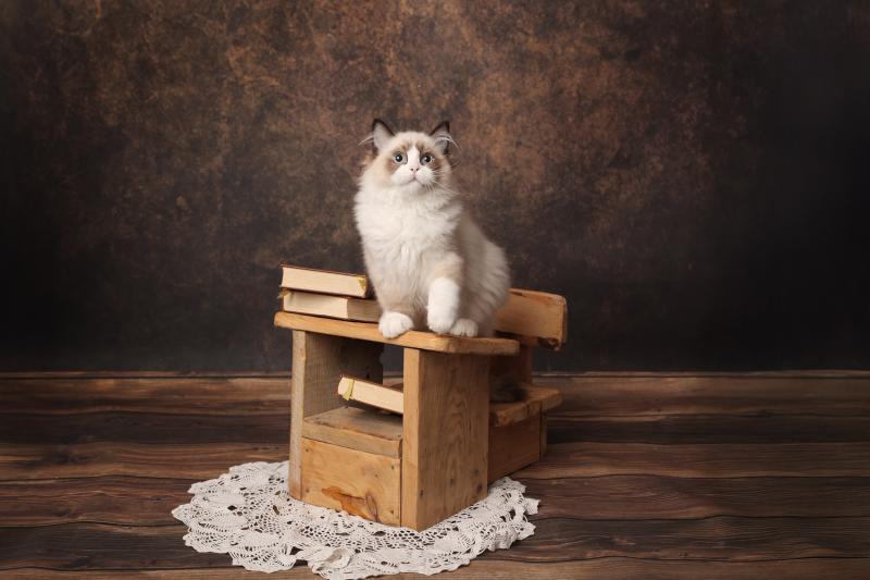 Baloo de l'Arbre aux Chats Mâle Ragdoll