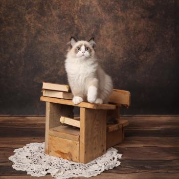 chaton Ragdoll seal point bicolor Baloo L'Arbre aux Chats