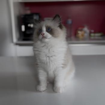 chaton Ragdoll seal point Beijing L'Arbre aux Chats