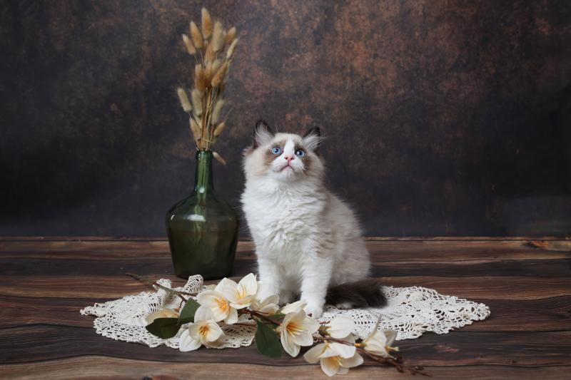 Beijing de l'Arbre aux Chats Mâle Ragdoll
