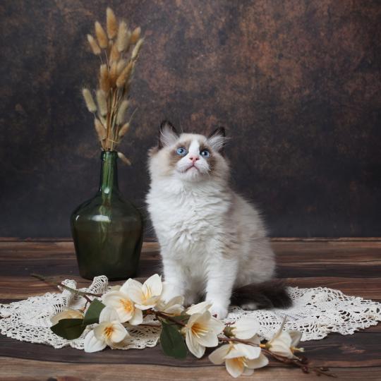 Beijing de l'Arbre aux Chats Mâle Ragdoll