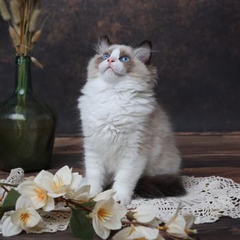 chaton Ragdoll seal point bicolor Beijing L'Arbre aux Chats
