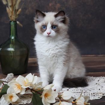chaton Ragdoll seal point bicolor Beijing L'Arbre aux Chats