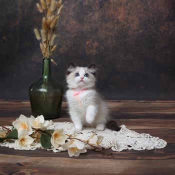 chaton Ragdoll seal point bicolor Billie L'Arbre aux Chats