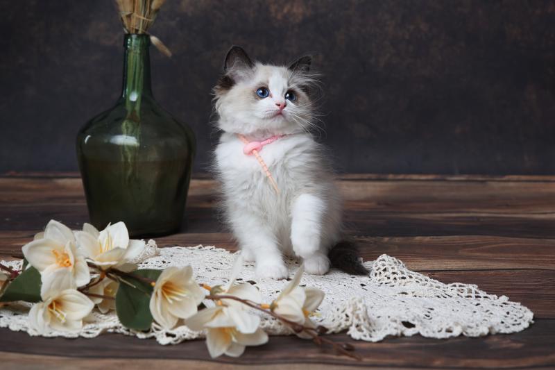 Billie de l'Arbre aux Chats Femelle Ragdoll