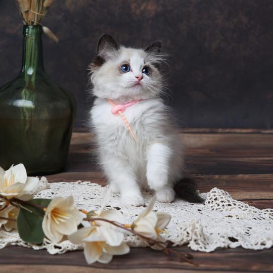 Billie de l'Arbre aux Chats Femelle Ragdoll