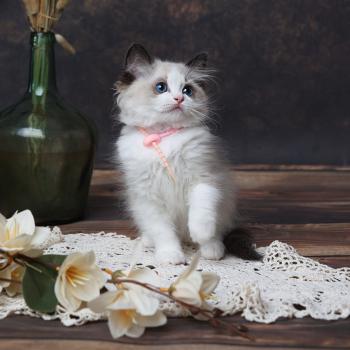 chaton Ragdoll seal point bicolor Billie L'Arbre aux Chats