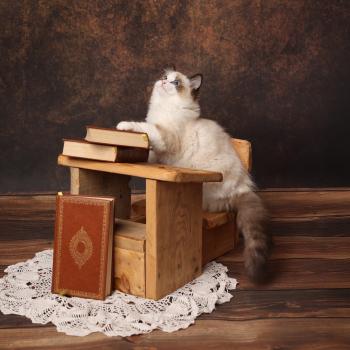 chaton Ragdoll seal point bicolor Billie L'Arbre aux Chats