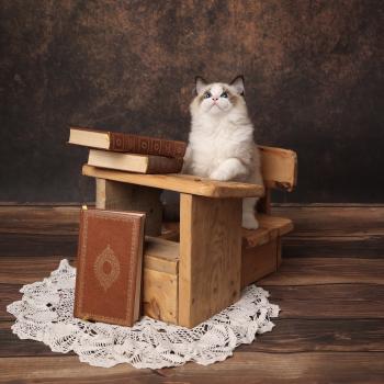 chaton Ragdoll seal point bicolor Billie L'Arbre aux Chats