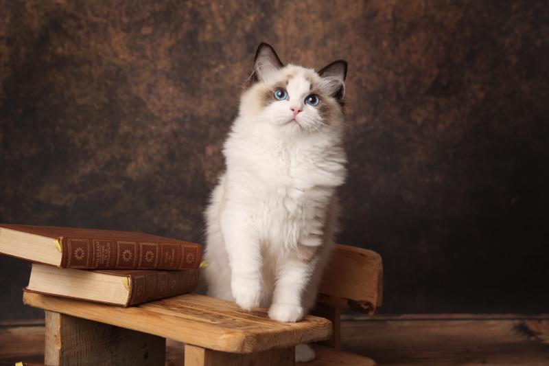 Billie de l'Arbre aux Chats Femelle Ragdoll