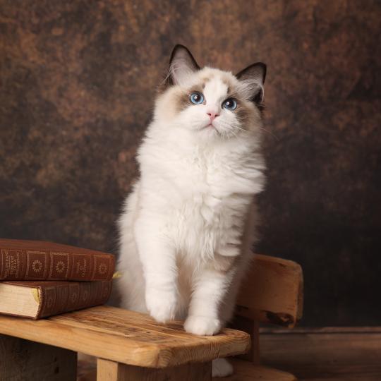 Billie de l'Arbre aux Chats Femelle Ragdoll