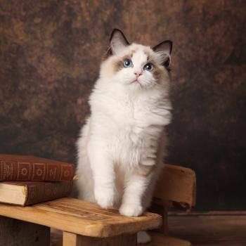 chaton Ragdoll seal point bicolor Billie L'Arbre aux Chats