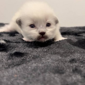 Elevage sérieux de Ragdoll LOOF chaton aux yeux bleus disponible à l’adoption - Bleu mitted- Châtenay-Malabry - Île de France - département 92