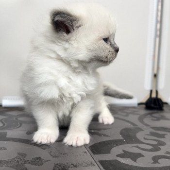 Elevage sérieux de Ragdoll LOOF chaton aux yeux bleus disponible à l’adoption - Bleu mitted- Châtenay-Malabry - Île de France - département 92