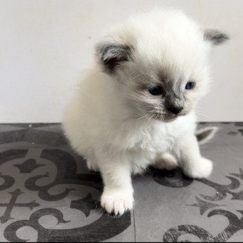 Elevage sérieux de Ragdoll LOOF chaton aux yeux bleus disponible à l’adoption - Bleu mitted- Châtenay-Malabry - Île de France - département 92