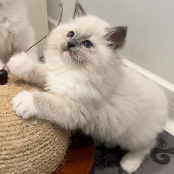 Elevage sérieux de Ragdoll LOOF chaton aux yeux bleus disponible à l’adoption - Bleu mitted- Châtenay-Malabry - Île de France - département 92