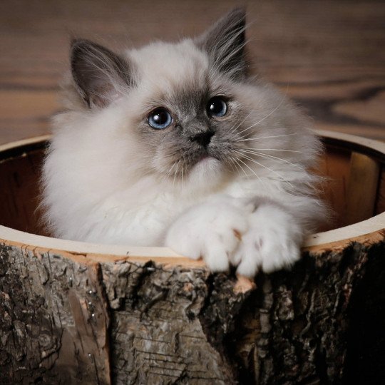 Tagada de l'Arbre aux Chats Mâle Ragdoll