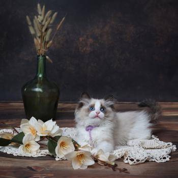 chaton Ragdoll seal point bicolor Bonnie L'Arbre aux Chats