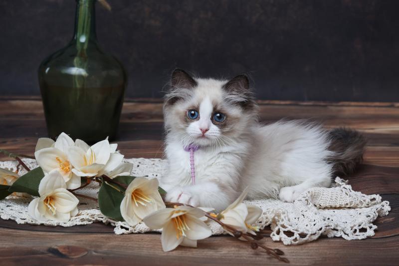 Bonnie de l'Arbre aux Chats Femelle Ragdoll
